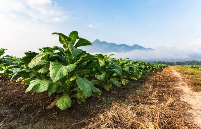 Махорка – это вид табака. /Фото: hi-news.ru. Махорка – это вид табака. /Фото: hi-news.ru.