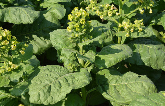 Крайне специфический вид табака. /Фото: inspiredpencil.com. Крайне специфический вид табака. /Фото: inspiredpencil.com.