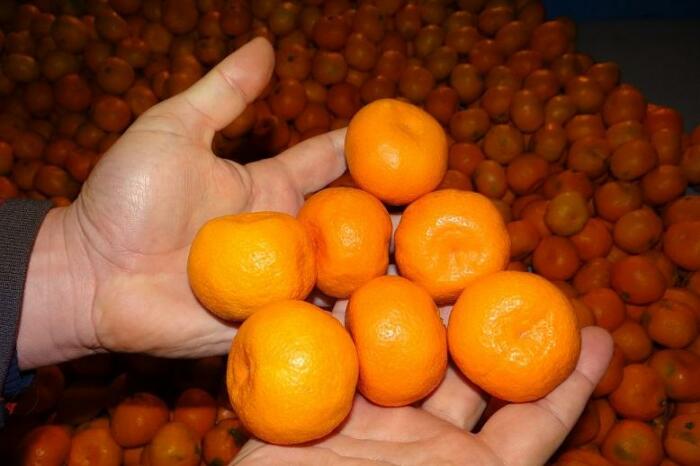 Неплохие мандарины растят в Грузии. |Фото: edunabazar.ru.