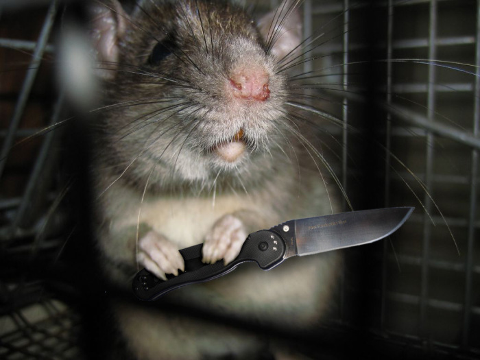 Мыши могут быть крайне опасны. |Фото: drive2.ru.