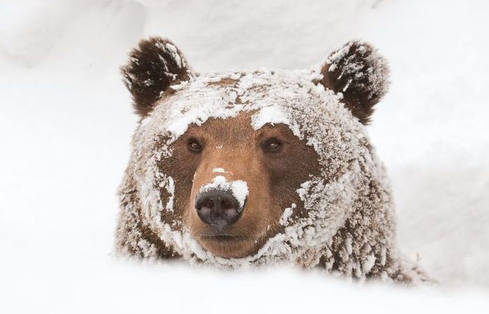 Чем на самом деле является зимний сон медведей, и зачем они сосут лапу