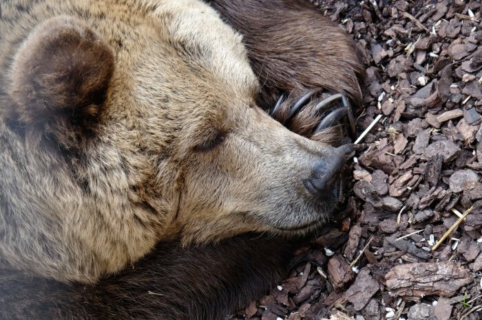Медведь спит - зима идет. |Фото: oir.mobi.