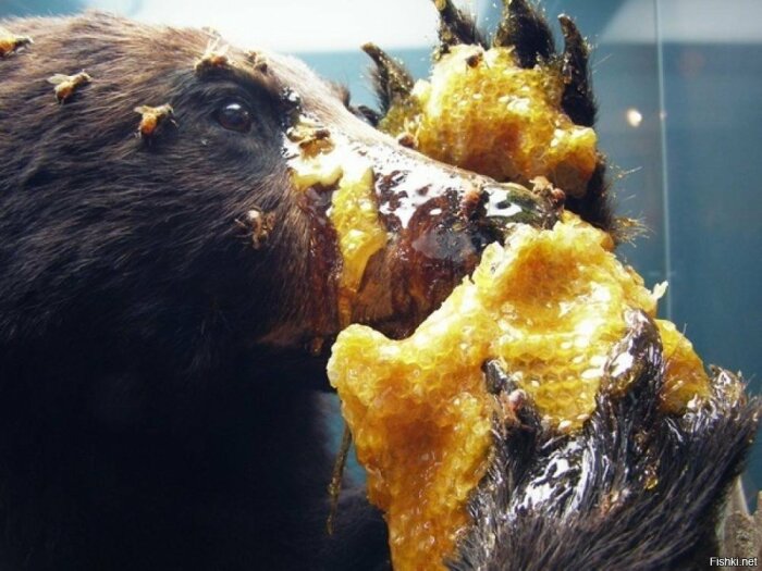 Мед действительно медведи едят. |Фото: frognews.ru.