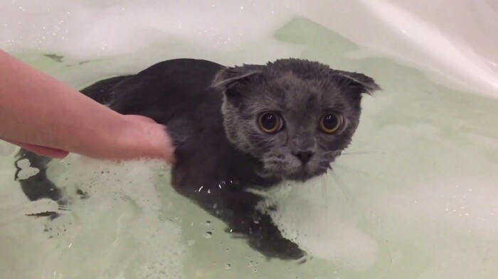 Воду кошка не любит. |Фото: YouTube.