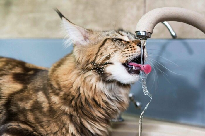 Пить воду из-под крана нельзя! ¦Фото: haski-mana.ru.