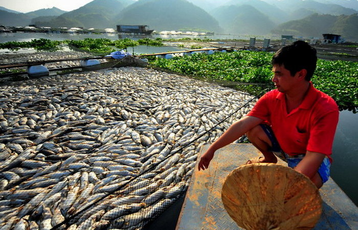 Чем больше рыбы – тем лучше. /Фото: chinadaily.com.cn. Чем больше рыбы – тем лучше. /Фото: chinadaily.com.cn.