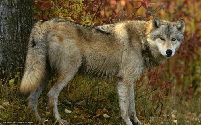 Волки сторонятся людей при возможности. |Фото: yandex.ru.