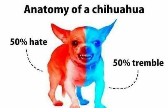 Анатомия чихуахуа: 50% ненависть, 50% страх.