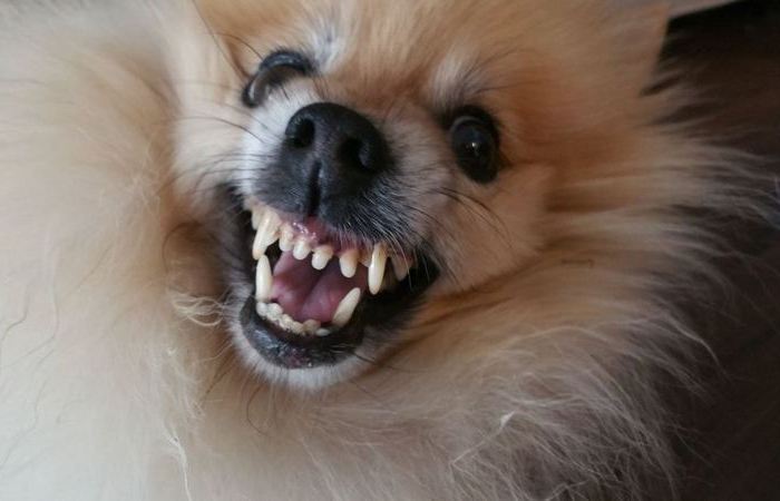 Маленькие собачки действительно злее.