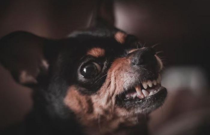 Эти породы не такие уравновешенные по ряду причин.