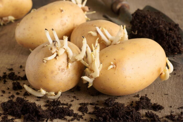 Проращивание картошки важное дело. |Фото: design-homes.ru.