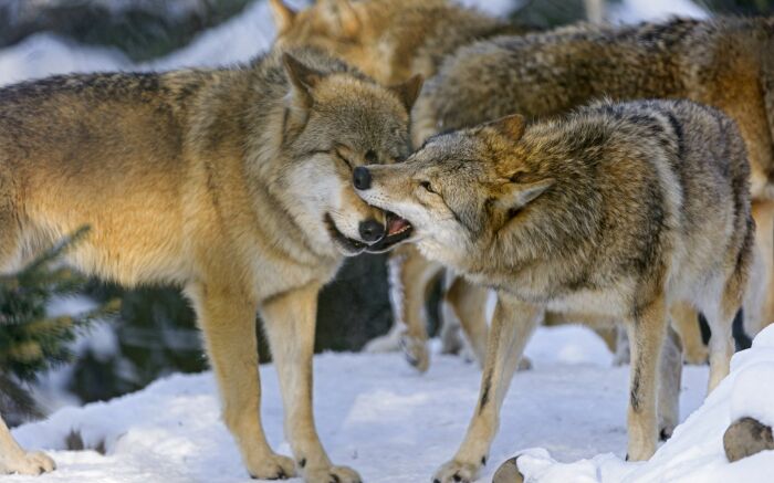 Волки больше помогают друг другу. |Фото: Pinterest.