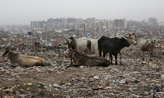Свалка давно стала источником проблем.