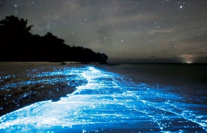 Биолюминесцентный пляж - завораживающая романтика.