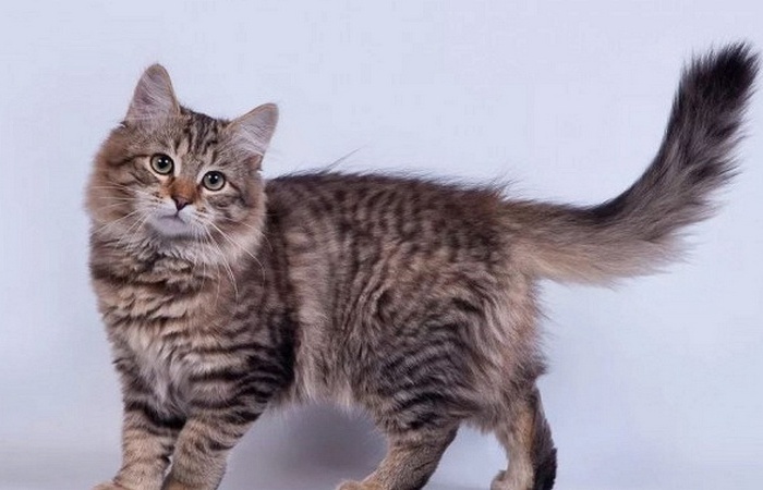 Удивительно, но почти не линяет.