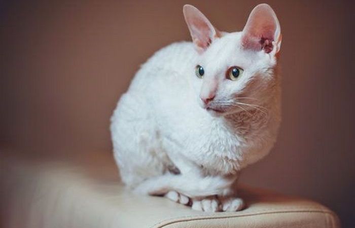 Меньше шерсти - меньше проблем.