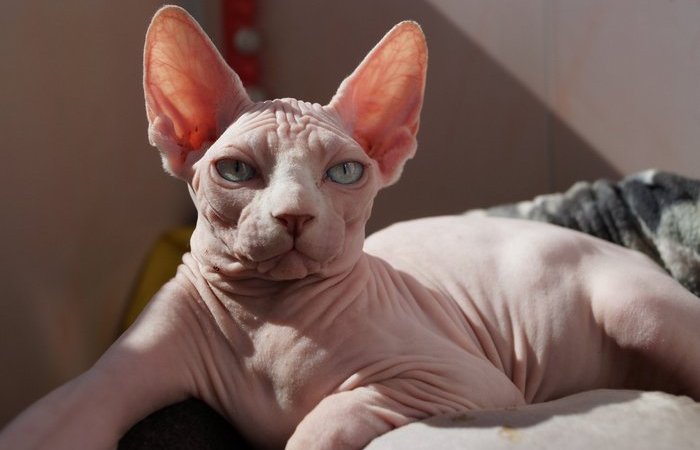 Нет проблем с линькой, если нет шерсти! (почти).