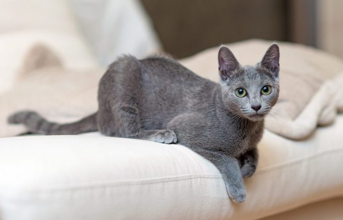 Крайне чистоплотная порода.