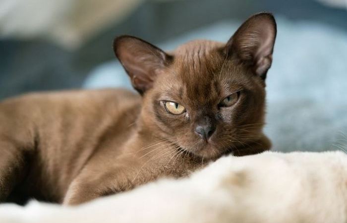 Не меняет шубку.