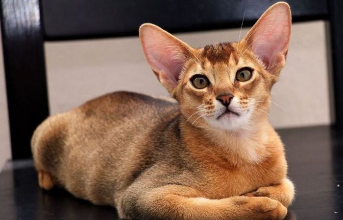 Линька? Нет, не слышал.