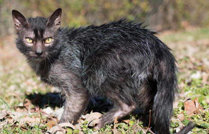 Нет, вовсе не гадкий утёнок.