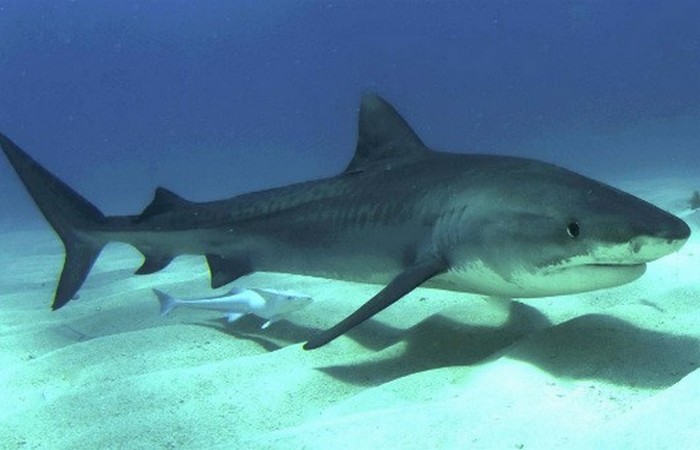 Преувеличенная опасность: акулы.