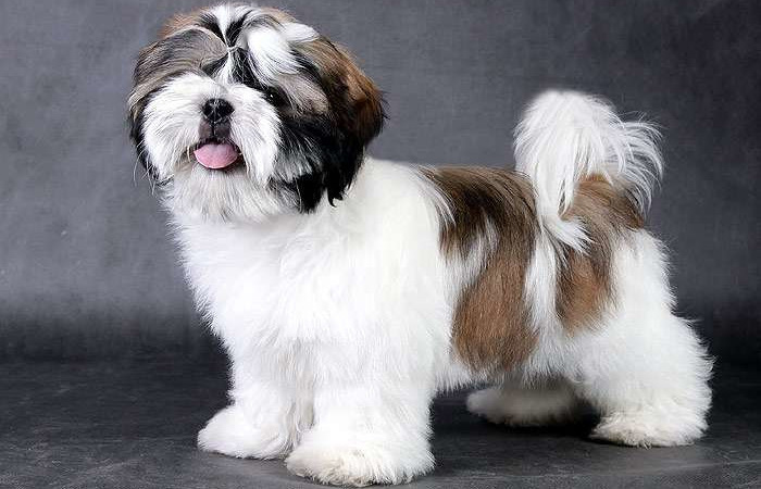 Лучший друг домоседа.