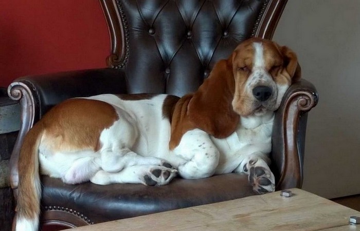 Живое противоречие.