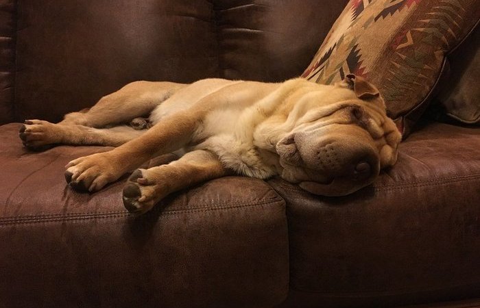 Гулять не слишком-то любит.