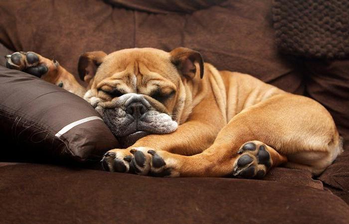 Главный лентяй планеты среди собак.