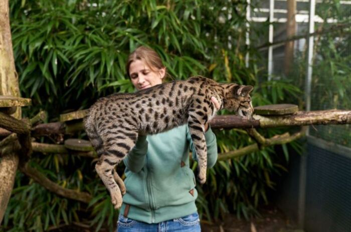 Кошка отнюдь не маленькая.