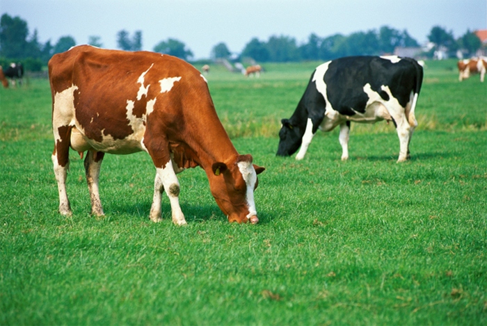 Коровы во время еды всегда поворачиваются на север или на юг.