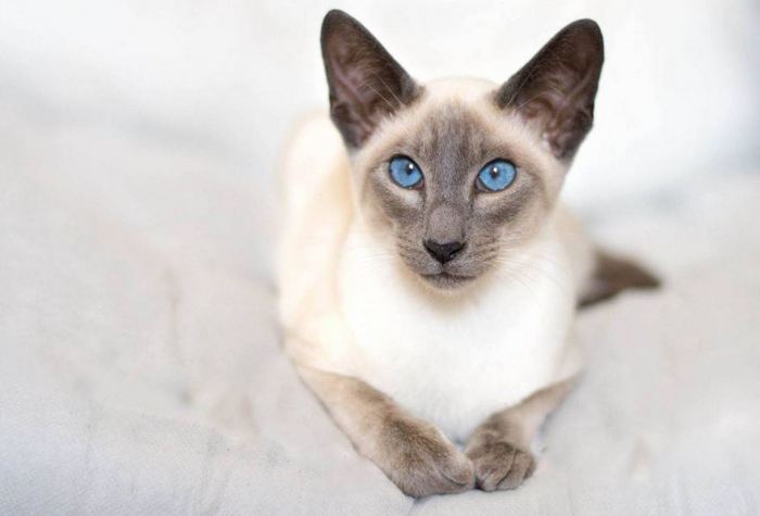 Ведёт себя почти как собака. Ведёт себя почти как собака.