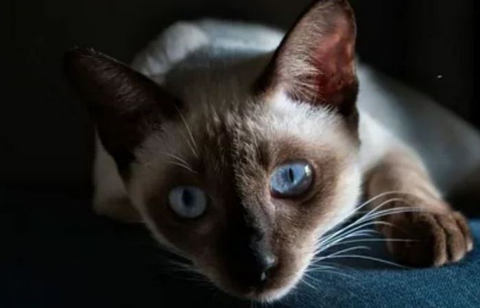 Меняет окрас в течении жизни. Меняет окрас в течении жизни.