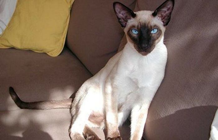 Один из самых известных котов в мире. Один из самых известных котов в мире.