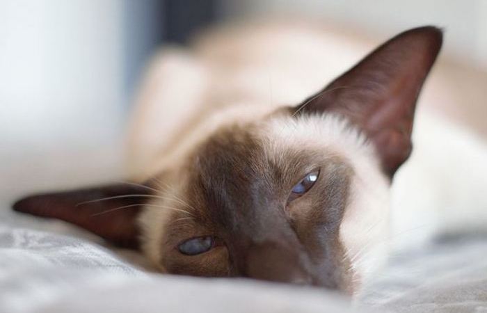 Чутьё - божественное. Чутьё - божественное.