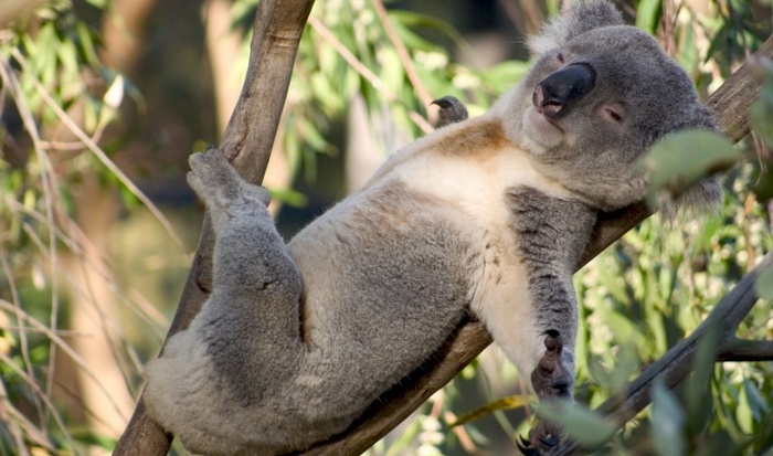 Сонное царство: коалы-рекордсмены.