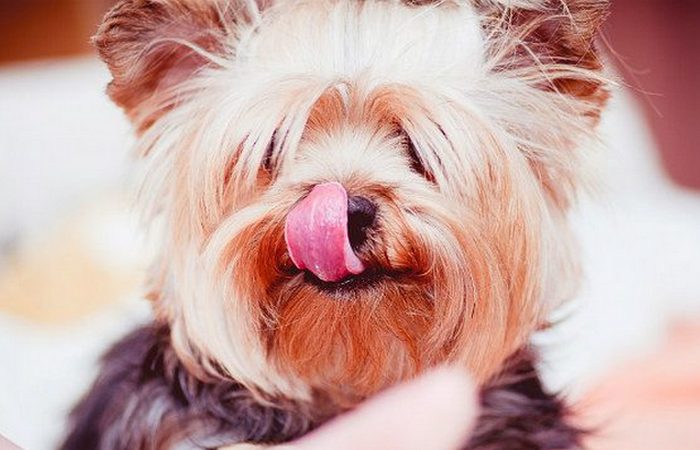 Самый длинный собачий язык.