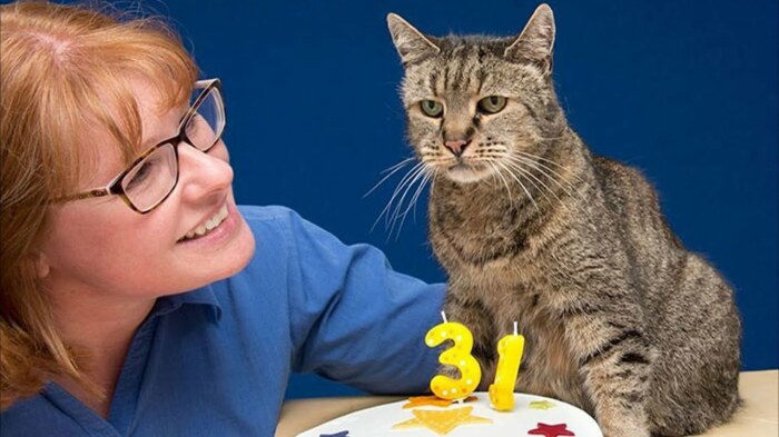 Коты могут жить более 15 лет. /Фото: koshka.top.