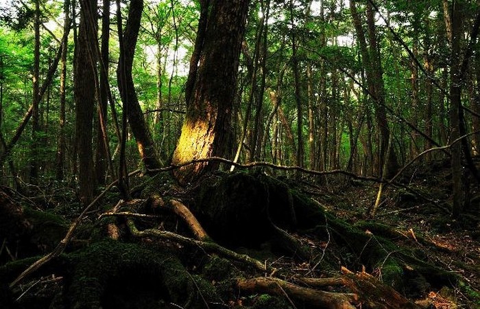 Жуткое место: лес самоубийц.