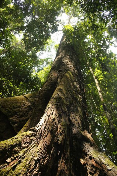 Самое-самое высокое тропическое дерево в мире.