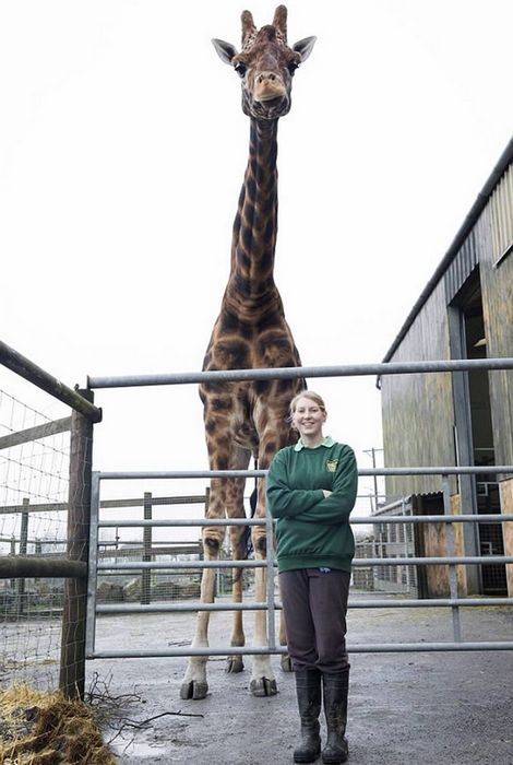 Самый-самый высокий в мире жираф в неволе.