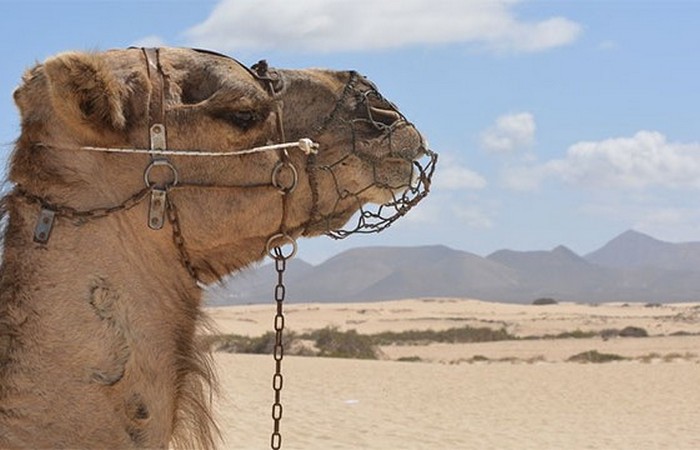 Невероятный факт: Саудовская Аравия импортирует песок.