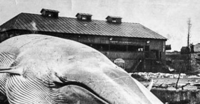 Кит выброшенный на берег цунами в Северо-Курильске в 1952 году. |Фото: pikabu.ru.