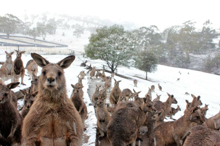 В Австралии будет тепло, говорили они. |Фото: Twitter.