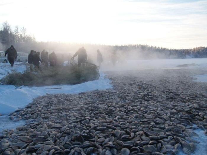 Мунха - зимняя рыбалка сетью. |Фото: ucrazy.ru.