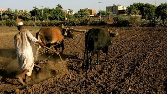 Сельское хозяйство Ливии сильно органичено. Страна дает не более 20% от собственной потребности в зерновых. |Фото: flectone.ru.