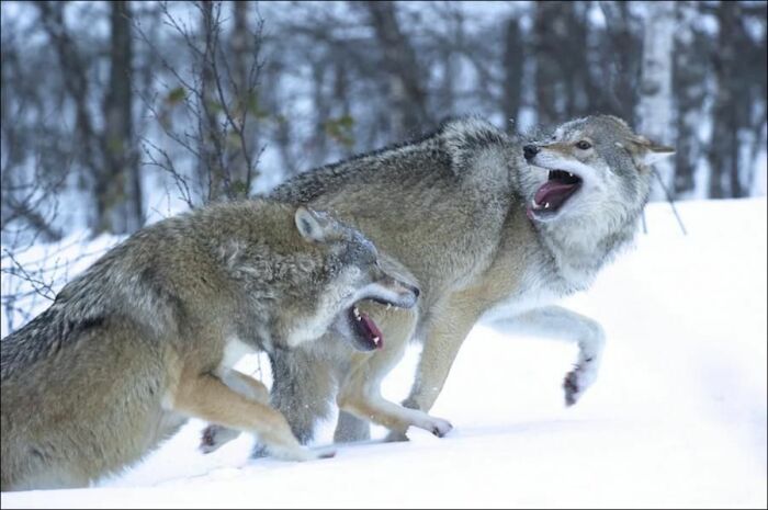 Волки дерутся, но не убивают. |Фото: Pinterest.