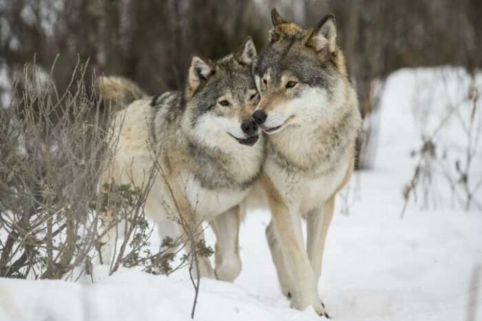 Волки создают пары на всю жизнь. ¦Фото: funart.pro.