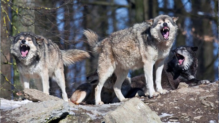 Стая волков чрезвычайно опасна. |Фото: YouTube.